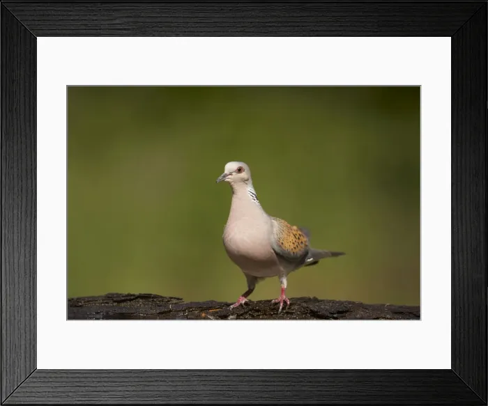 Framed Print : Turtle Dove - At forest pool Streptopelia tutur Hungary BI016566 Framed Print : Turtle Dove - At forest pool Streptopelia tutur Hungary BI016566