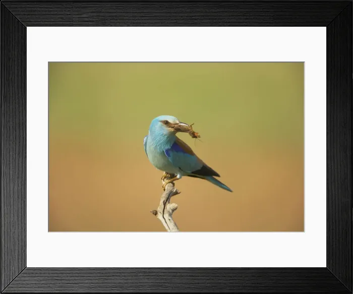 Framed Print : Roller - With large insect Coracias garrulus Hungary BI016243