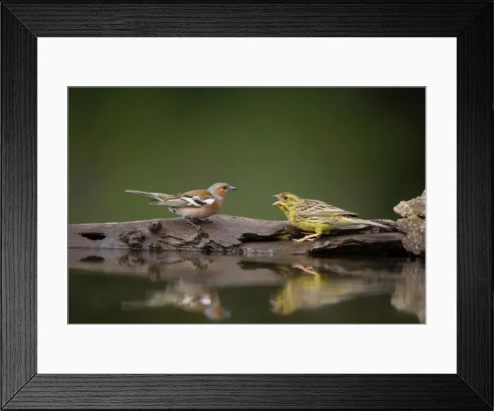 Framed Print : Yellowhammer - Threatening Chaffinch at drinking pool Emberiza citrinella & Fringilla coeleb Hungary BI016638 Framed Print : Yellowhammer - Threatening Chaffinch at drinking pool Emberiza citrinella & Fringilla coeleb Hungary BI016638