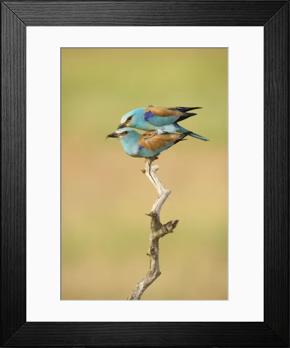 Framed Print : Roller - Pair mating Coracias garrulus Hungary BI016251 Framed Print : Roller - Pair mating Coracias garrulus Hungary BI016251