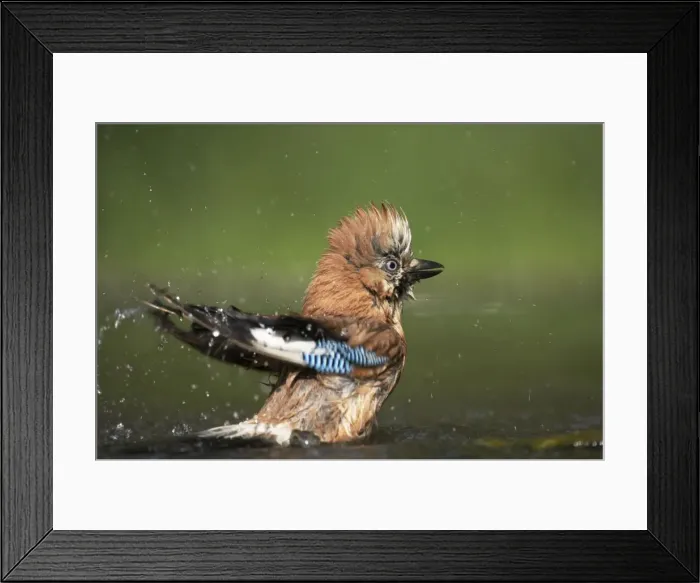Framed Print : Jay - Bathing at forest pool Garrulus glandarius Hungary BI016100 Framed Print : Jay - Bathing at forest pool Garrulus glandarius Hungary BI016100
