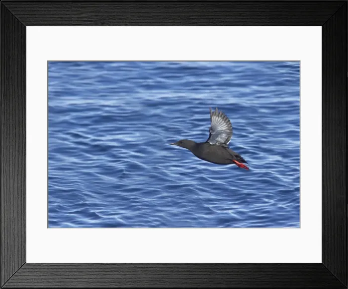 Framed Print : Black Guillemot - Taking off from sea Cepphus grylle Svalbard (Spitsbergen) Norway BI016796