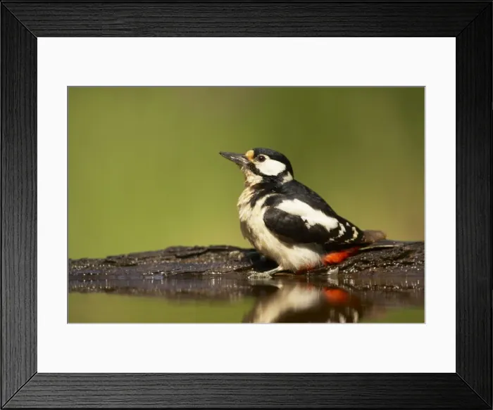 Framed Print : Great Spotted Woodpecker - At forest pool Dendrocopos major Hungary BI016607 Framed Print : Great Spotted Woodpecker - At forest pool Dendrocopos major Hungary BI016607