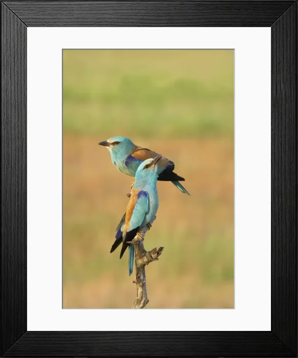 Framed Print : Roller - Pair on perch Coracias garrulus Hungary BI016264 Framed Print : Roller - Pair on perch Coracias garrulus Hungary BI016264