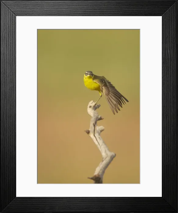 Framed Print : Blue-Headed Wagtail - Female stretching wing Motacilla flava Hungary BI016577 Framed Print : Blue-Headed Wagtail - Female stretching wing Motacilla flava Hungary BI016577