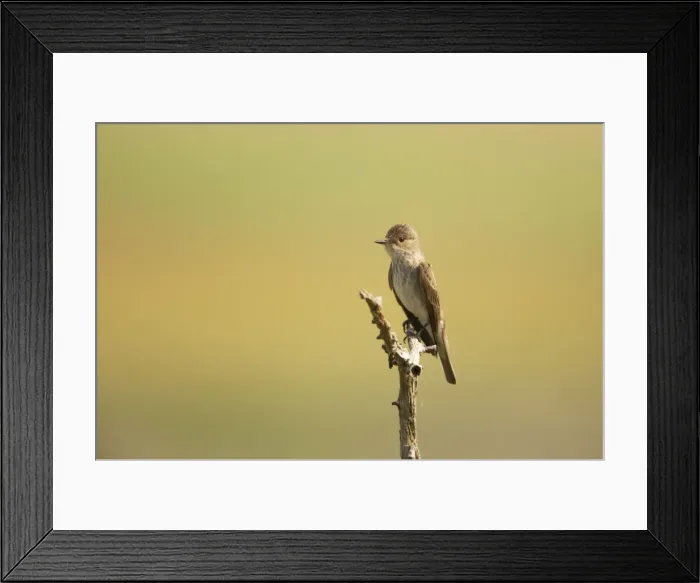 Framed Print : Spotted Flycatcher - On perch Muscicapa striata Hungary BI016428 Framed Print : Spotted Flycatcher - On perch Muscicapa striata Hungary BI016428