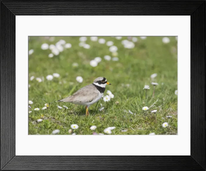 Framed Print : Ringed Plover - On machair Charadrius hiaticula South Uist, Outer hebrides Scotland, UK BI016776 Framed Print : Ringed Plover - On machair Charadrius hiaticula South Uist, Outer hebrides Scotland, UK BI016776
