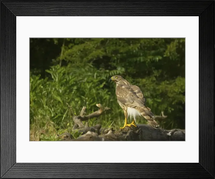 Framed Print : Goshawk - Female perched in forest Accipiter gentilis Hungary BI015926