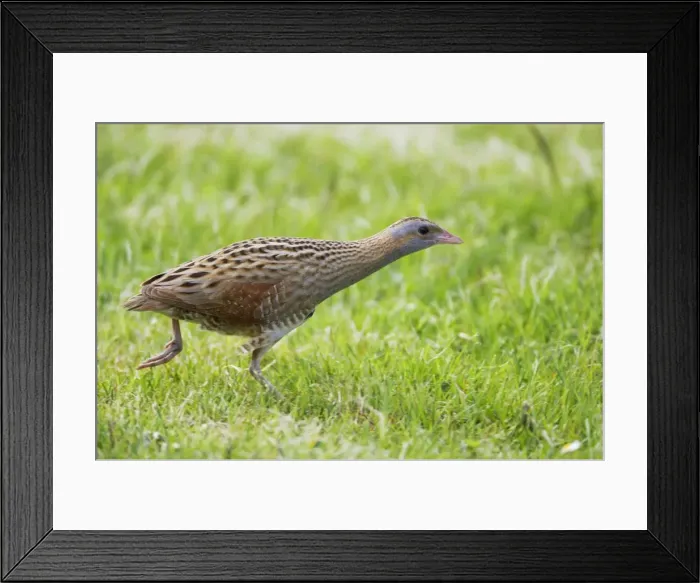 Framed Print : Corncrake - Moving across open ground Crex crex South Uist, Outer hebrides Scotland, UK BI016683 Framed Print : Corncrake - Moving across open ground Crex crex South Uist, Outer hebrides Scotland, UK BI016683