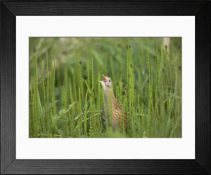 Framed Print : Corncrake - Male calling Crex crex South Uist, Outer Hebrides Scotland, UK BI016642 Framed Print : Corncrake - Male calling Crex crex South Uist, Outer Hebrides Scotland, UK BI016642