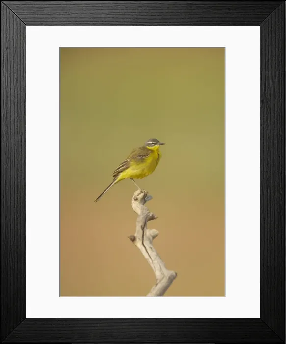 Framed Print : Blue-Headed Wagtail - Female Motacilla flava Hungary BI016583 Framed Print : Blue-Headed Wagtail - Female Motacilla flava Hungary BI016583