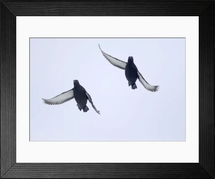 Framed Print : Black Guillemot - In flight Cepphus grylle Svalbard (Spitsbergen) Norway BI016790 Digital combination Framed Print : Black Guillemot - In flight Cepphus grylle Svalbard (Spitsbergen) Norway BI016790 Digital combination