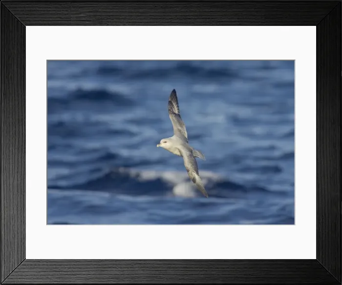 Framed Print : Northern Fulmar (Dark Morph) - In flight over sea Fulmarus glacialis Svalbard (Spitsbergen) Norway BI016862 Framed Print : Northern Fulmar (Dark Morph) - In flight over sea Fulmarus glacialis Svalbard (Spitsbergen) Norway BI016862