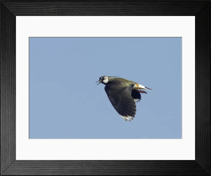 Framed Print : Lapwing - Calling in flight Venellus venellus South Uist, Outer hebrides Scotland, UK BI016753 Framed Print : Lapwing - Calling in flight Venellus venellus South Uist, Outer hebrides Scotland, UK BI016753
