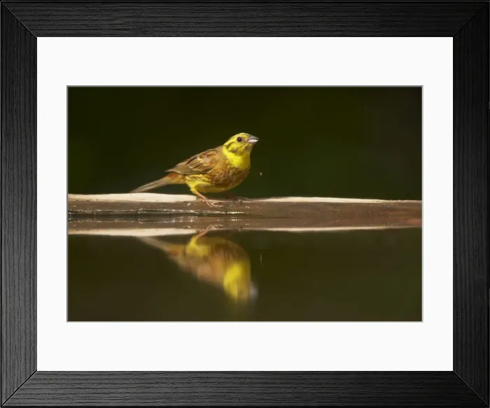 Framed Print : Yellowhammer - Drinking at forest pool Emberiza citrinella Hungary BI016619 Framed Print : Yellowhammer - Drinking at forest pool Emberiza citrinella Hungary BI016619