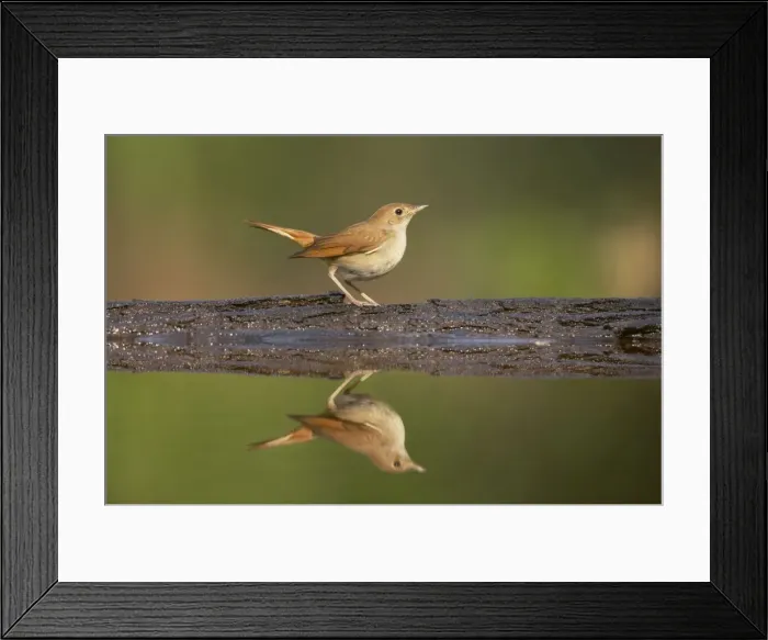 Framed Print : Nightingale - Reflection in forest pool Luscinia megarhynchos Hungary BI016177 Framed Print : Nightingale - Reflection in forest pool Luscinia megarhynchos Hungary BI016177