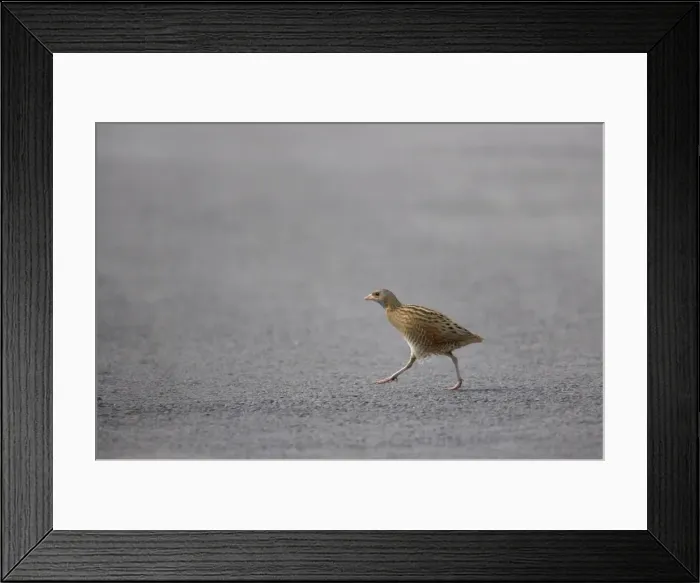 Framed Print : Corncrake - Male crossing road Crex crex South Uist, Outer Hebrides Scotland, UK BI016661 Framed Print : Corncrake - Male crossing road Crex crex South Uist, Outer Hebrides Scotland, UK BI016661