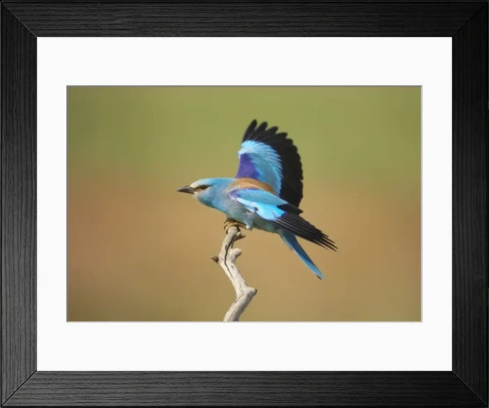 Framed Print : Roller - Landing on perch Coracias garrulus Hungary BI016220 Framed Print : Roller - Landing on perch Coracias garrulus Hungary BI016220
