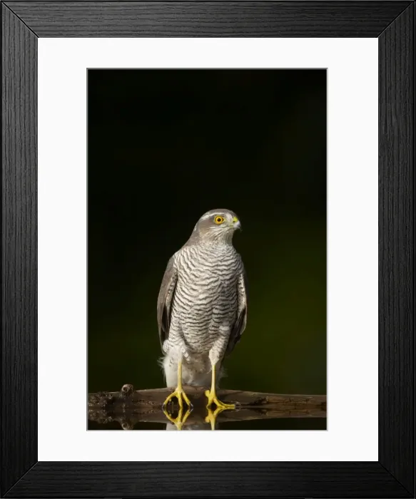 Framed Print : Goshawk - Male at drinking pool in forest Accipiter gentilis Hungary BI015945 Framed Print : Goshawk - Male at drinking pool in forest Accipiter gentilis Hungary BI015945