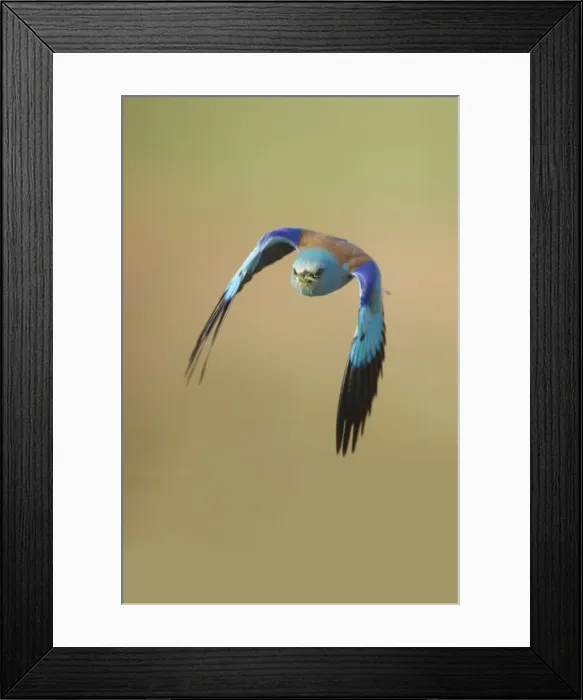 Framed Print : Roller - Taking off Coracias garrulus Hungary BI016226 Framed Print : Roller - Taking off Coracias garrulus Hungary BI016226