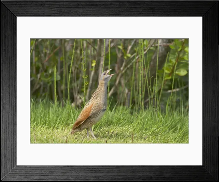 Framed Print : Corncrake - Calling Crex crex South Uist, Outer hebrides Scotland, UK BI016665 Framed Print : Corncrake - Calling Crex crex South Uist, Outer hebrides Scotland, UK BI016665