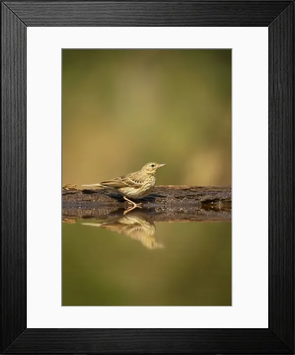 Framed Print : Tree Pipit - At forest pool Anthus trivialis Hungary BI016527 Framed Print : Tree Pipit - At forest pool Anthus trivialis Hungary BI016527