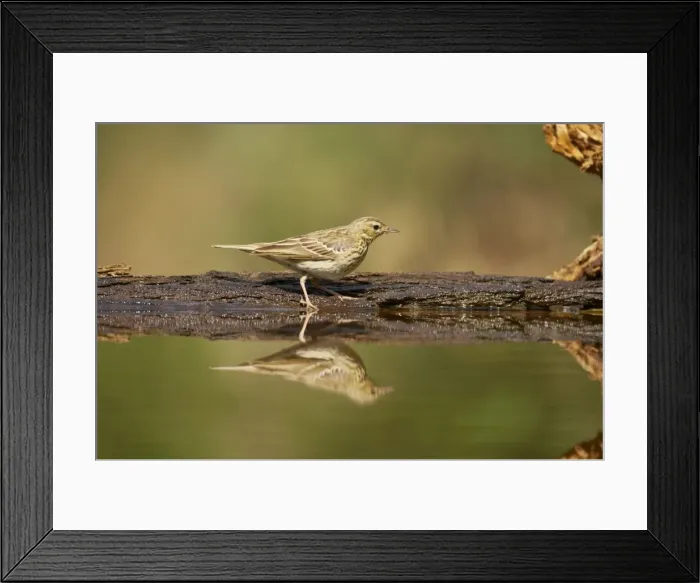 Framed Print : Tree Pipit - At forest pool Anthus trivialis Hungary BI016524 Framed Print : Tree Pipit - At forest pool Anthus trivialis Hungary BI016524