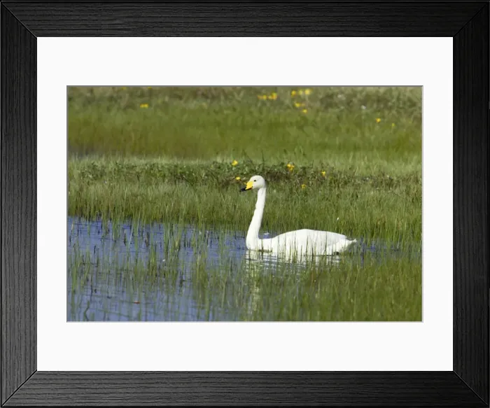 Framed Print : Whooper Swan - On small loch in early Summer Cygnus cygnus South Uist, Outer hebrides Scotland, UK BI016771 Framed Print : Whooper Swan - On small loch in early Summer Cygnus cygnus South Uist, Outer hebrides Scotland, UK BI016771