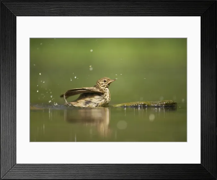 Framed Print : Tree Pipit - Bathing at forest pool Anthus trivialis Hungary BI016539 Framed Print : Tree Pipit - Bathing at forest pool Anthus trivialis Hungary BI016539