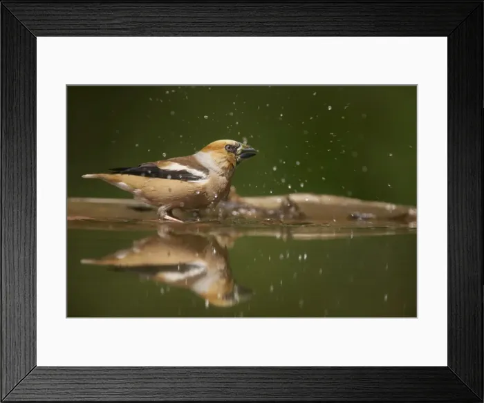 Framed Print : Hawfinch - Bathing in forest pool Coccothraustes coccothraustes Hungary BI016048 Framed Print : Hawfinch - Bathing in forest pool Coccothraustes coccothraustes Hungary BI016048