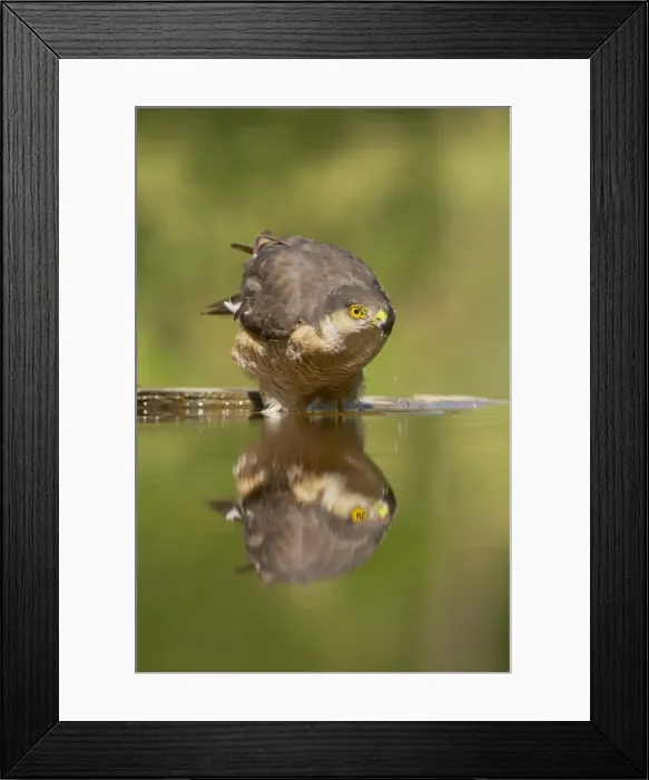 Framed Print : Sparrowhawk - male drinking at forest pool Accipiter nisus Hungary BI016387 Framed Print : Sparrowhawk - male drinking at forest pool Accipiter nisus Hungary BI016387