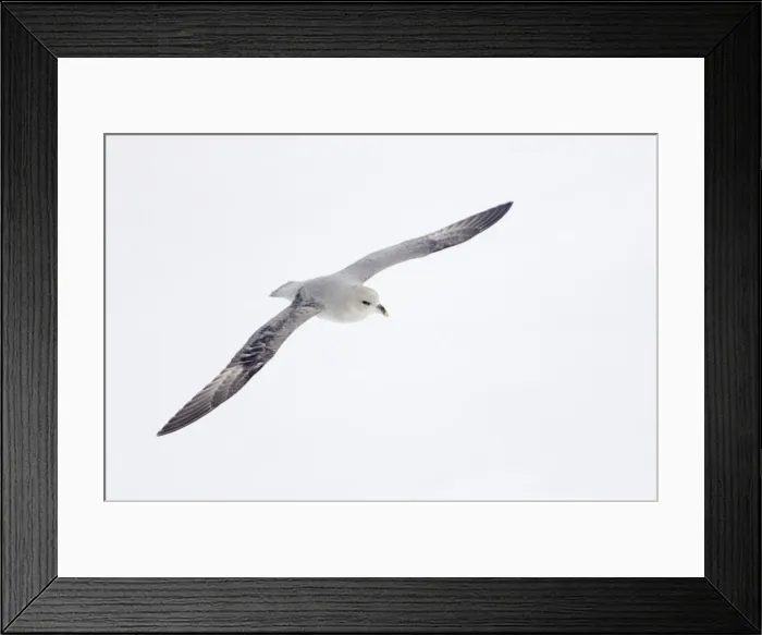 Framed Print : Northern Fulmar (Dark Morph) - In flight over sea ice Fulmarus glacialis Svalbard (Spitsbergen) Norway BI016838 Framed Print : Northern Fulmar (Dark Morph) - In flight over sea ice Fulmarus glacialis Svalbard (Spitsbergen) Norway BI016838