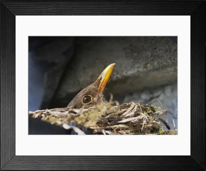 Framed Print : Blackbird - Female on nest made in croft guttering Turdus merula South Uist, Outer hebrides Scotland, UK BI016779 Framed Print : Blackbird - Female on nest made in croft guttering Turdus merula South Uist, Outer hebrides Scotland, UK BI016779