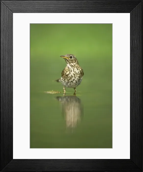 Framed Print : Song Thrush - At woodland pool Turdus philomelos Hungary BI016327 Framed Print : Song Thrush - At woodland pool Turdus philomelos Hungary BI016327