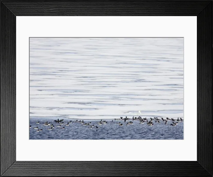 Framed Print : Brunnich's Guillemot - On edge of sea ice with Glaucous Gull Uria lomvia & Larus hyperboreus Svalbard (Spitsbergen) Norway BI016808 Framed Print : Brunnich's Guillemot - On edge of sea ice with Glaucous Gull Uria lomvia & Larus hyperboreus Svalbard (Spitsbergen) Norway BI016808