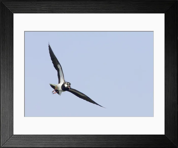 Framed Print : Lapwing - Calling in flight Venellus venellus South Uist, Outer hebrides Scotland, UK BI016755 Framed Print : Lapwing - Calling in flight Venellus venellus South Uist, Outer hebrides Scotland, UK BI016755