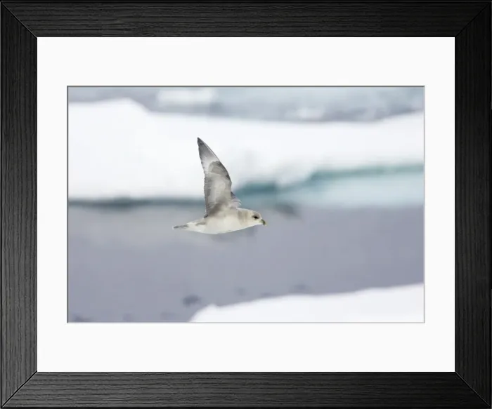 Framed Print : Northern Fulmar (Dark Morph) - In flight over sea ice Fulmarus glacialis Svalbard (Spitsbergen) Norway BI016840 Framed Print : Northern Fulmar (Dark Morph) - In flight over sea ice Fulmarus glacialis Svalbard (Spitsbergen) Norway BI016840