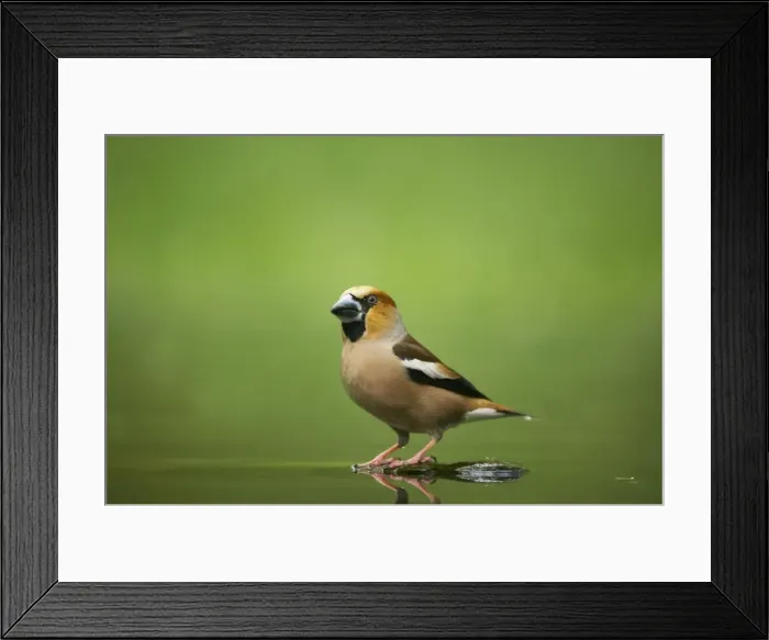Framed Print : Hawfinch - At forest pool Coccothraustes coccothraustes Hungary BI016081 Framed Print : Hawfinch - At forest pool Coccothraustes coccothraustes Hungary BI016081