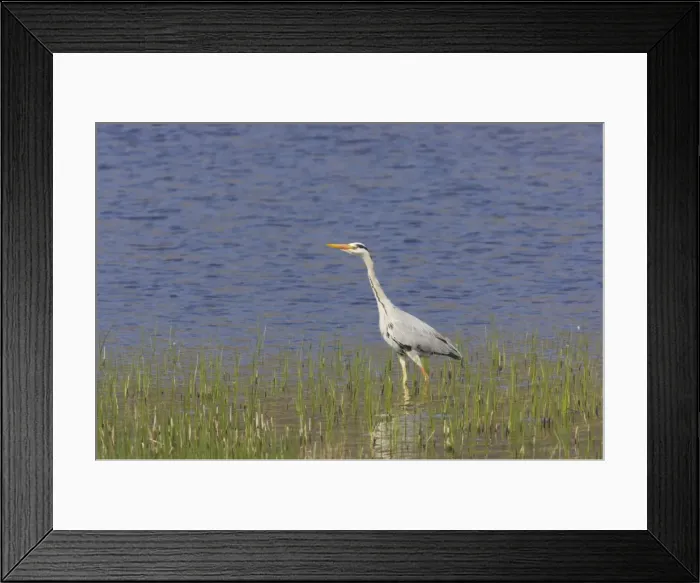 Framed Print : Grey Heron - Fishing by side of loch Ardea cinerea South Uist, Outer hebrides Scotland, UK BI016778 Framed Print : Grey Heron - Fishing by side of loch Ardea cinerea South Uist, Outer hebrides Scotland, UK BI016778