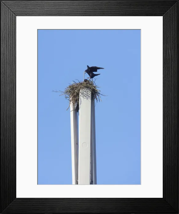 Framed Print : Rook - Pair nesting on mobile phone mast - Essex, UK BI015148 Framed Print : Rook - Pair nesting on mobile phone mast - Essex, UK BI015148