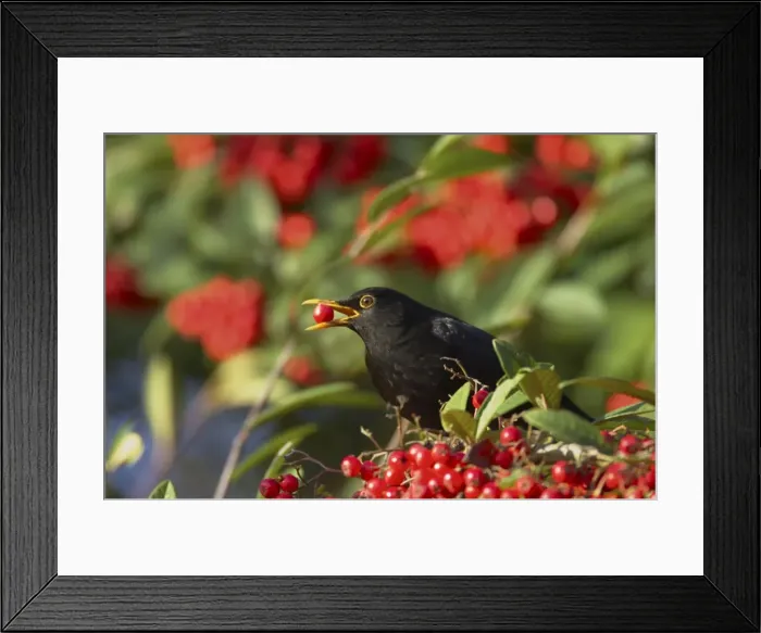 Framed Print : Blackbird - Feeding on Autumn Berries Turdus merula Essex, UK BI015202 Manipulated Image: Part of background behind birds beak changed Framed Print : Blackbird - Feeding on Autumn Berries Turdus merula Essex, UK BI015202 Manipulated Image: Part of background behind birds beak changed