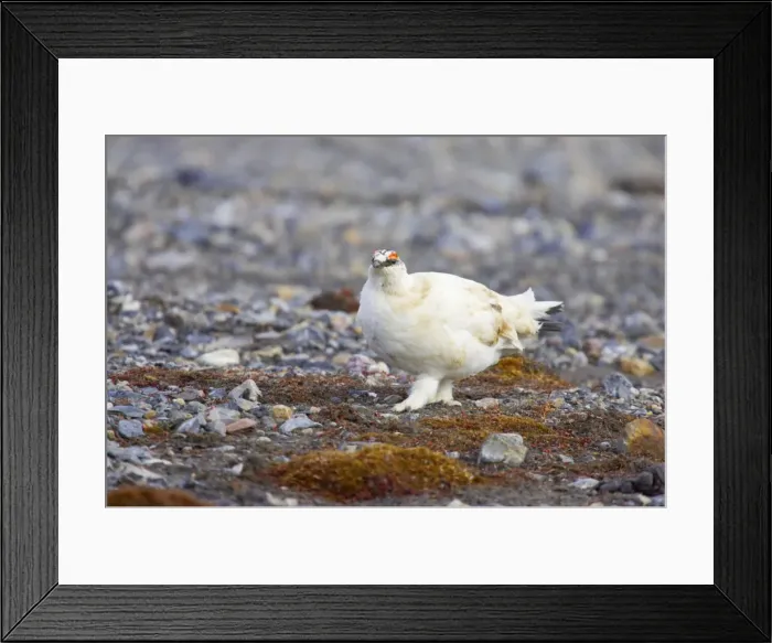 Framed Print : Ptarmigan - Searching for food on scree Lagopus mutus Svalbard (Spitsbergen) Norway BI017030 Framed Print : Ptarmigan - Searching for food on scree Lagopus mutus Svalbard (Spitsbergen) Norway BI017030