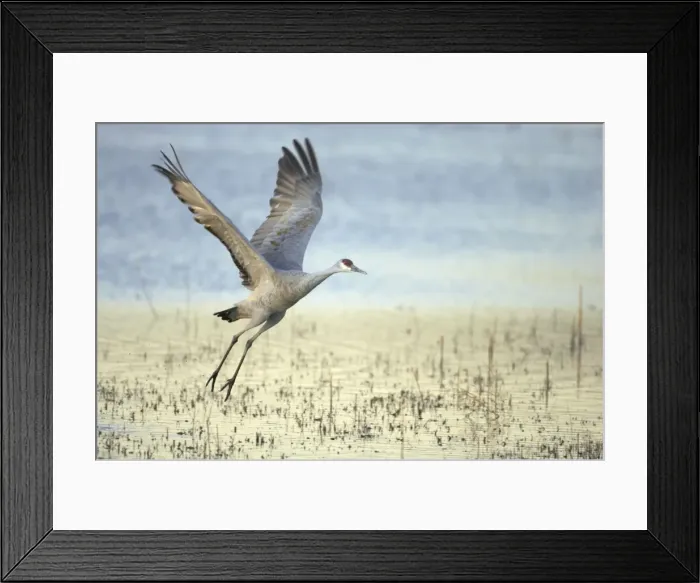 Framed Print : Sandhill Crane - Taking off Grus canadensis Bosque Del Apache NWR New Mexico, USA BI017105 Framed Print : Sandhill Crane - Taking off Grus canadensis Bosque Del Apache NWR New Mexico, USA BI017105