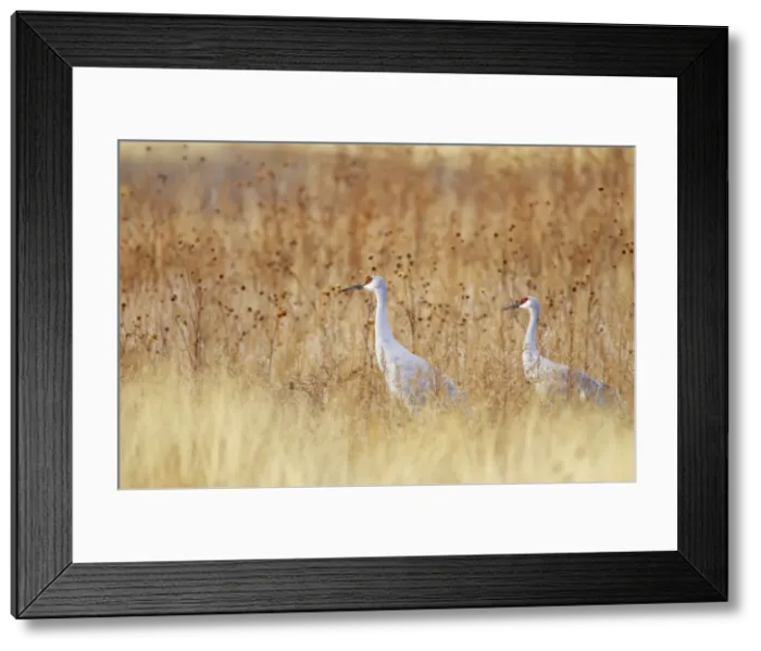 Framed Print : Sandhill Crane - Amongst Marshland Vegetation Grus canadensis Bosque Del Apache NWR New Mexico, USA BI017121 Framed Print : Sandhill Crane - Amongst Marshland Vegetation Grus canadensis Bosque Del Apache NWR New Mexico, USA BI017121
