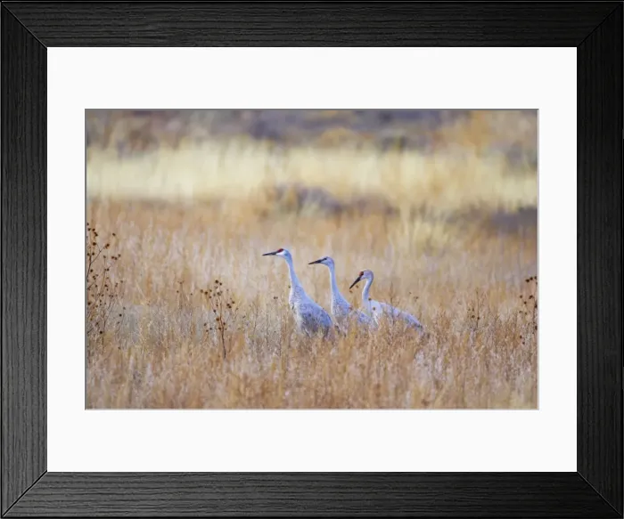 Framed Print : Sandhill Crane - Amongst Marshland Vegetation Grus canadensis Bosque Del Apache NWR New Mexico, USA BI017132 Framed Print : Sandhill Crane - Amongst Marshland Vegetation Grus canadensis Bosque Del Apache NWR New Mexico, USA BI017132