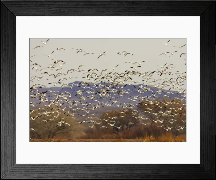 Framed Print : Snow Goose - Flock taking off Anser caerulescens Bosque Del Apache NWR New Mexico, USA BI017213 Framed Print : Snow Goose - Flock taking off Anser caerulescens Bosque Del Apache NWR New Mexico, USA BI017213