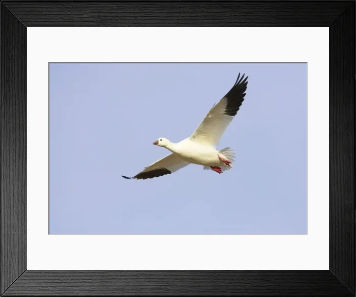 Framed Print : Ross's Goose - In flight Anser rossii Bosque Del Apache NWR New Mexico, USA BI017261 Framed Print : Ross's Goose - In flight Anser rossii Bosque Del Apache NWR New Mexico, USA BI017261