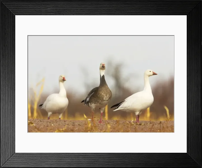Framed Print : Snow Goose - Normal White form and rare Blue form Anser caerulescens Bosque Del Apache NWR New Mexico, USA BI017342 Framed Print : Snow Goose - Normal White form and rare Blue form Anser caerulescens Bosque Del Apache NWR New Mexico, USA BI017342