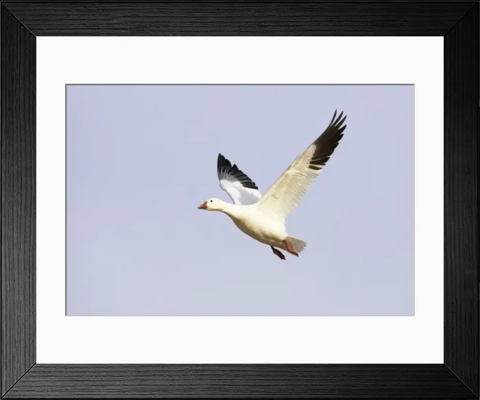 Framed Print : Snow Goose - In flight Anser caerulescens Bosque Del Apache NWR New Mexico, USA BI017446 Framed Print : Snow Goose - In flight Anser caerulescens Bosque Del Apache NWR New Mexico, USA BI017446