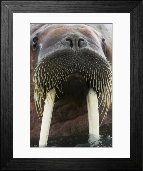 Framed Print : Walrus - Male in sea - Svalbard (Spitsbergen) - Norway MA001772 Framed Print : Walrus - Male in sea - Svalbard (Spitsbergen) - Norway MA001772